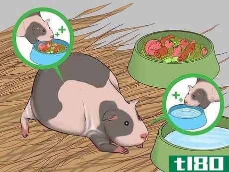 如何照顾怀孕的豚鼠(care for a pregnant guinea pig)
