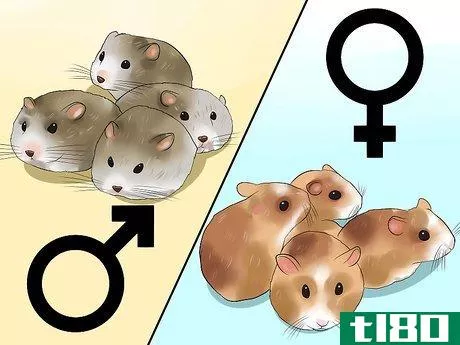 Image titled Care for Newborn Hamsters Step 10