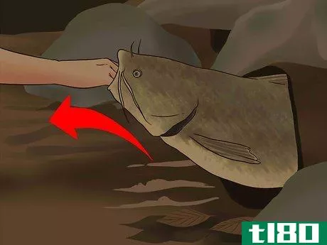 Image titled Catch Flathead Catfish Step 17