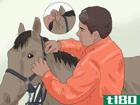 Image titled Approach Your Horse Step 10