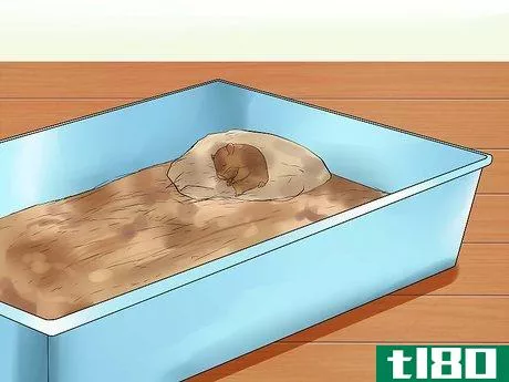 Image titled Care for Newborn Hamsters Step 4
