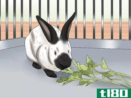 Image titled Care for Californian Rabbits Step 3