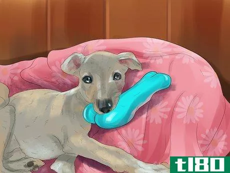 Image titled Care for an Italian Greyhound Step 3