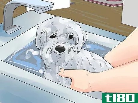 Image titled Bathe a Pregnant Dog Step 7