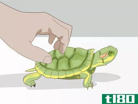 Image titled Care for a Red Eared Slider Turtle Step 19