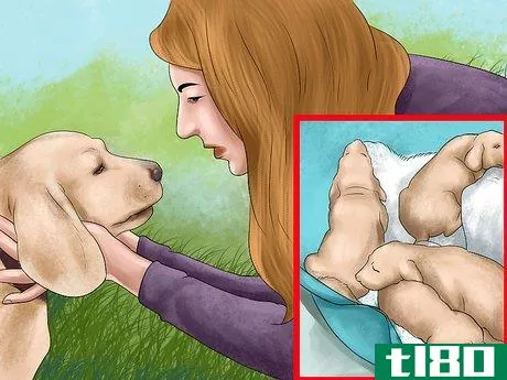 Image titled Bring up a Gentle and Pleasant Dog Step 3