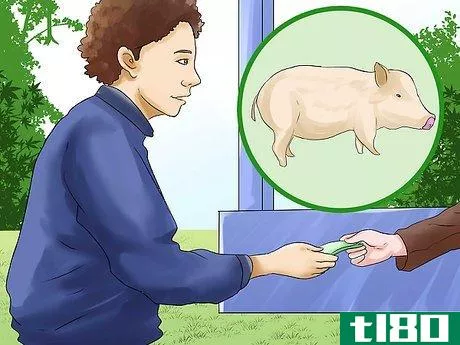 Image titled Care for a Pet Pig Step 1
