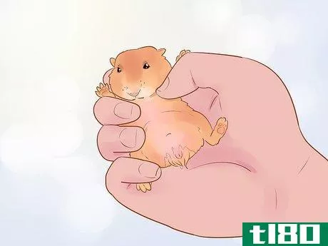 Image titled Care for Dwarf Hamsters Step 14