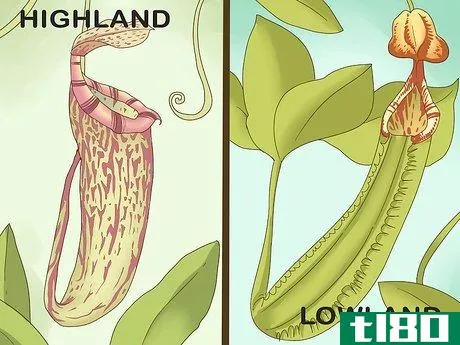 如何呵护猪笼草（热带猪笼草）(care for nepenthes (tropical pitcher plants))