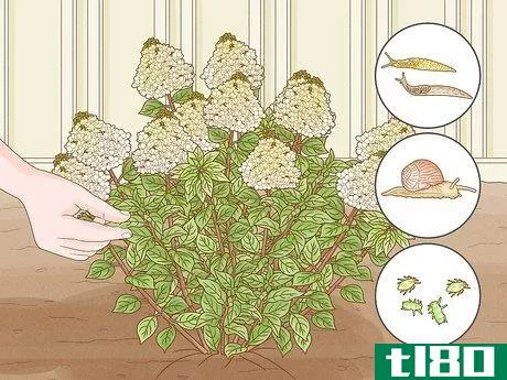 Image titled Care for Limelight Hydrangeas Step 15
