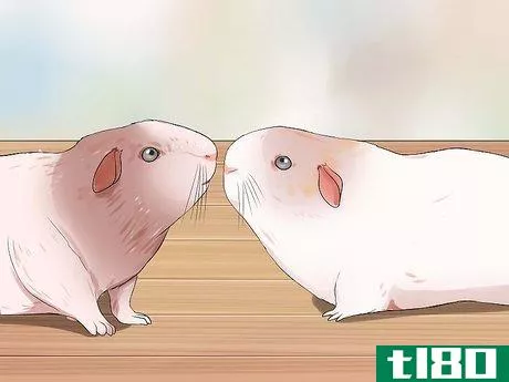 Image titled Breed Standard Guinea Pigs Step 8