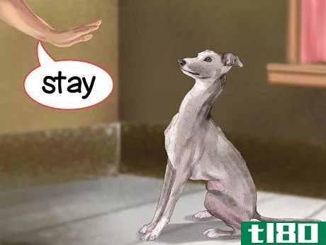 Image titled Care for an Italian Greyhound Step 4