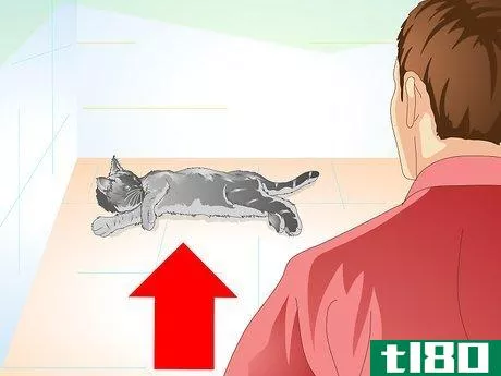 如何阉割或绝育后的护理(care for your cat after neutering or spaying)