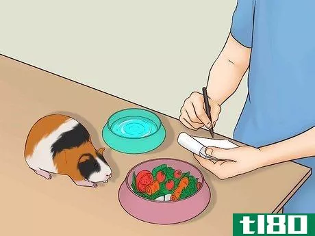 Image titled Care for a Pregnant Guinea Pig Step 8