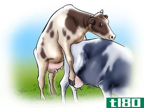 Image titled Artificially Inseminate Cows and Heifers Step 1