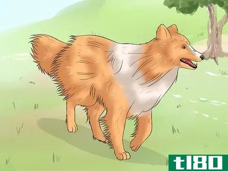 Image titled Care for Shelties Step 19