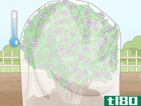 Image titled Care for a Purple Flower Potato Bush Step 13