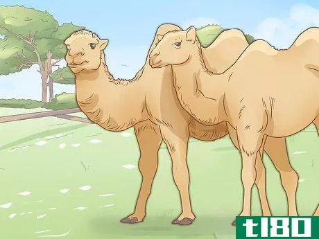 Image titled Care for a Camel Step 16