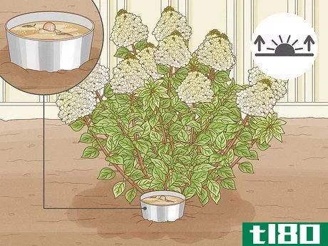 Image titled Care for Limelight Hydrangeas Step 16