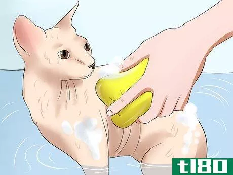 Image titled Bathe a Sphynx Cat Step 8