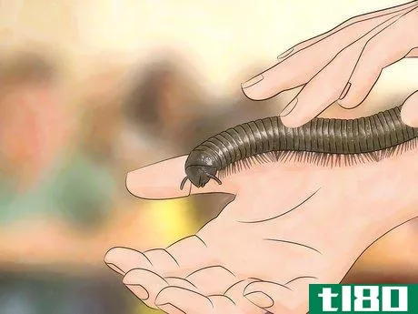 Image titled Care for Giant African Millipedes Step 11