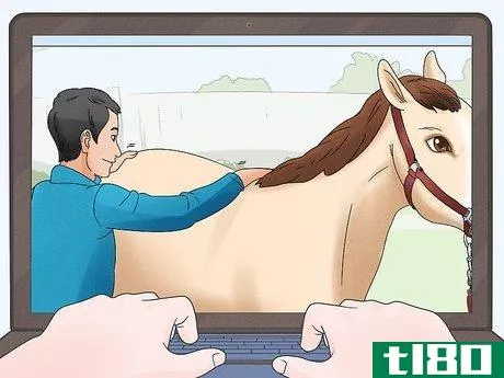 Image titled Become an Equine Physiotherapist Step 6