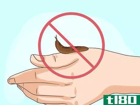 Image titled Care for Slugs Step 10