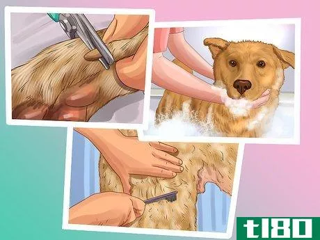 Image titled Be a Responsible Dog Owner Step 22