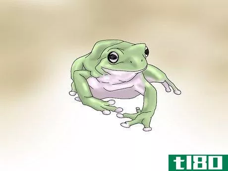 Image titled Care for Your White's Tree Frogs Step 7