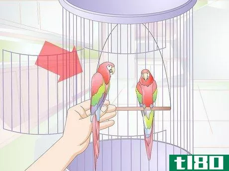 Image titled Introduce Two Birds to Each Other Step 14