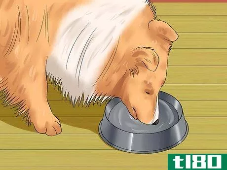 Image titled Care for Shelties Step 9