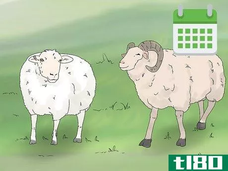 Image titled Breed Sheep Step 11