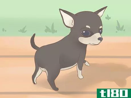 Image titled Care for Your Chihuahua Puppy Step 5