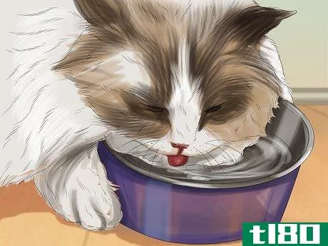 Image titled Care for Ragdoll Cats Step 9