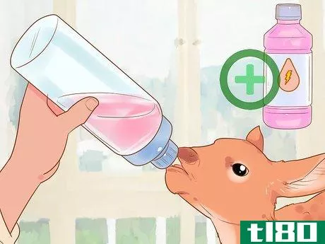 Image titled Bottle Feed an Orphaned Fawn Step 10