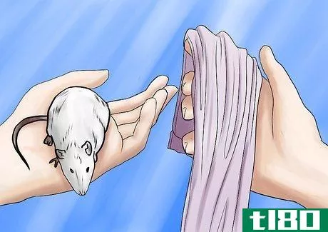 Image titled Bathe Your Pet Rat Step 10