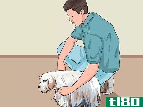 Image titled Build Trust with an Abused Dog Step 13