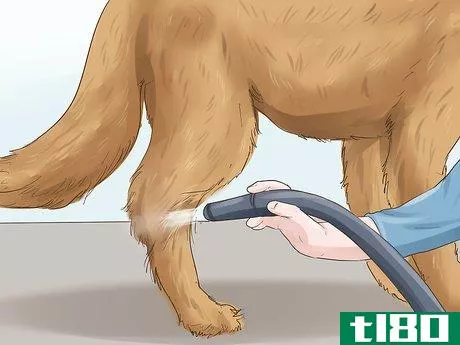 Image titled Blow Dry a Dog Step 9