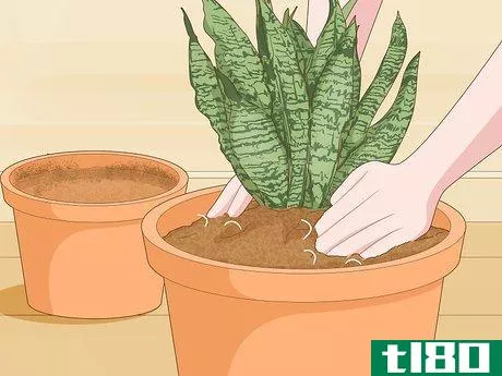 Image titled Care for a Sansevieria or Snake Plant Step 5