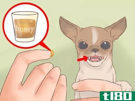 Image titled Care for Your Chihuahua Puppy Step 16