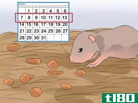 Image titled Breed Syrian Hamsters Step 23