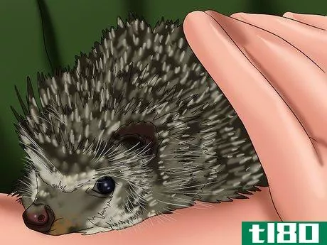 Image titled Care for a Baby Hedgehog Step 4