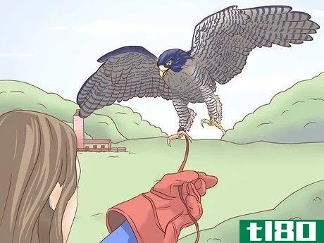 Image titled Become a Falconer Step 15