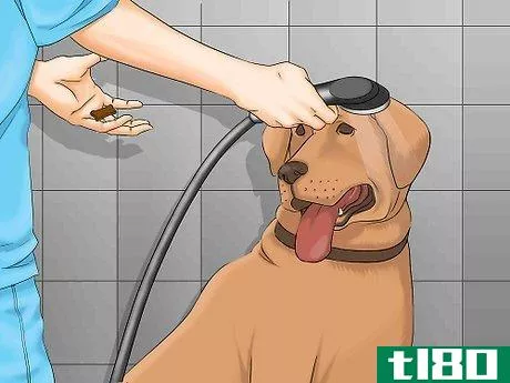 Image titled Bathe a Dog in a Shower Step 10