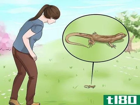 Image titled Catch a Lizard Without Using Your Hands Step 11