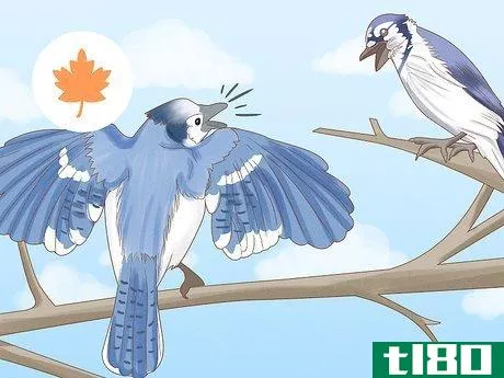 Image titled Attract Blue Jays Step 10