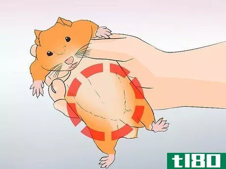 Image titled Breed Syrian Hamsters Step 17