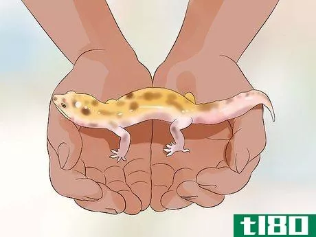 Image titled Catch a Gecko Step 9