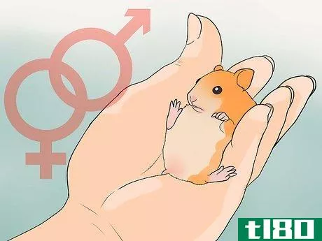 Image titled Breed Syrian Hamsters Step 30
