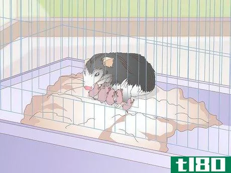 Image titled Breed Dwarf Hamsters Step 9